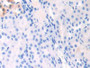 DAB staining on IHC-P; Samples: Mouse Kidney Tissue;  Primary Ab: 10µg/ml Rabbit Anti-Mouse APOC1 An