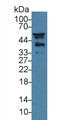 Western Blot; Sample: Mouse Serum; Primary Ab: 3µg/ml Rabbit Anti-Mouse NISCH Antibody Second Ab: 0.2µg/mL HRP-Linked Caprine Anti-Rabbit IgG Polyclonal Antibody