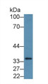 Western Blot; Sample: Mouse Heart lysate; ; Primary Ab: 2µg/mL Rabbit Anti-Human EP2 Antibody; Second Ab: 0.2µg/mL HRP-Linked Caprine Anti-Rabbit IgG Polyclonal Antibody;