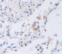 Prostaglandin E Receptor 2 (Ep2) Polyclonal Antibody, Cat#CAU28260