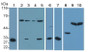 Western Blot; Sample: Lane1: Mouse Cerebrum lysate; Lane2: 293T cell lysate; Lane3: Hela cell lysate; Lane4: Jurkat cell lysate; Lane5: Raji cell lysate; Lane6: Rat Cerebrum lysate; Lane7: Porcine Cerebrum lysate; Lane8: Porcine Liver lysate; Lane9: Human Placenta lysate; Lane10: Human Lung lysate; Primary Ab: 0.2μg/ml Rabbit Anti-Mouse CASP2 Antibody; Second Ab: 0.2µg/mL HRP-Linked Caprine Anti-Rabbit IgG Polyclonal Antibody;