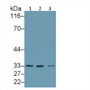 Western Blot; Sample: Lane1: Mouse Kidney lysate; Lane2: Porcine Cerebrum lysate; Lane3: Rat Kidney lysate; Primary Ab: 3ug/ml Rabbit Anti-Human CASP2 Antibody; Second Ab: 0.2µg/mL HRP-Linked Caprine Anti-Rabbit IgG Polyclonal Antibody;