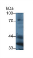 Western Blot; Sample: Mouse Liver lysate; ;Primary Ab: 3µg/ml Rabbit Anti-Mouse PON1 Antibody;Second Ab: 0.2µg/mL HRP-Linked Caprine Anti-Rabbit IgG Polyclonal Antibody;