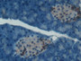 DAB staining on IHC-P; Samples: Mouse Pancreas Tissue;  Primary Ab: 20µg/ml Rabbit Anti-Mouse PON1 A