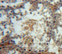 Used in DAB staining on fromalin fixed paraffin-embedded Testis tissue