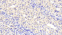 DAB staining on IHC-P; Samples: Mouse Kidney Tissue; Primary Ab: 20μg/ml Rabbit Anti-Mouse C1INH Antibody Second Ab: 2µg/mL HRP-Linked Caprine Anti-Rabbit IgG Polyclonal Antibody