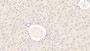 DAB staining on IHC-P; Samples: Mouse Liver Tissue; Primary Ab: 20μg/ml Rabbit Anti-Mouse C1INH Antibody Second Ab: 2µg/mL HRP-Linked Caprine Anti-Rabbit IgG Polyclonal Antibody