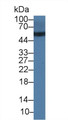 Immunoglobulin G4 (IgG4) Polyclonal Antibody, CAU28279