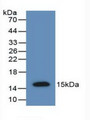 Western Blot; Sample: Recombinant AMH, Rat.