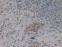DAB staining on IHC-P; Samples：Rat Uterus Tissue