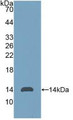 Western Blot; Sample: Recombinant AMH, Human.