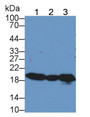 Western Blot; Sample: Lane1: Bovine Cerebrum lysate; Lane2: Bovine Kidney lysate; Lane3: Bovine Liver lysate; Primary Ab: 1μg/ml Rabbit Anti-Bovine 28a Antibody; Second Ab: 0.2µg/mL HRP-Linked Caprine Anti-Rabbit IgG Polyclonal Antibody;