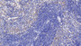 DAB staining on IHC-P; Samples: Rat Spleen Tissue;  Primary Ab: 10µg/ml Rabbit Anti-Rat MMP11 Antibody Second Ab: 2µg/mL HRP-Linked Caprine Anti-Rabbit IgG Polyclonal Antibody 