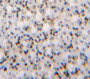 Used in DAB staining on fromalin fixed paraffin-embedded Kidney tissue