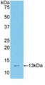 Western Blot; Sample: Recombinant TCF20, Mouse.