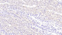 DAB staining on IHC-P; Samples: Rat Kidney Tissue; Primary Ab: 20μg/ml Rabbit Anti-Rat ADM Antibody Second Ab: 2µg/mL HRP-Linked Caprine Anti-Rabbit IgG Polyclonal Antibody