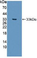 Western Blot; Sample: Recombinant COL1a2, Human.