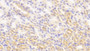 DAB staining on IHC-P; Samples: Mouse Kidney Tissue; Primary Ab: 20μg/ml Rabbit Anti-Mouse PK Antibody Second Ab: 2µg/mL HRP-Linked Caprine Anti-Rabbit IgG Polyclonal Antibody