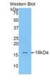 Western Blot; Sample: Recombinant protein.