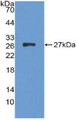 Western Blot; Sample: Recombinant ALT, Human.