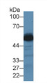 Western Blot; Sample: Mouse Liver lysate; ;Primary Ab: 2µg/ml Rabbit Anti-Human ALT Antibody;Second Ab: 0.2µg/mL HRP-Linked Caprine Anti-Rabbit IgG Polyclonal Antibody;