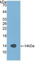 Western Blot; Sample: Recombinant ALT, Human.