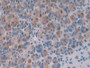 DAB staining on IHC-P; Samples: Mouse Stomach Tissue; Primary Ab: 30µg/ml Rabbit Anti-Mouse IPO8 Antibody Second Ab: 2µg/mL HRP-Linked Caprine Anti-Rabbit IgG Polyclonal Antibody