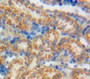 Used in DAB staining on fromalin fixed paraffin-embedded Kidney tissue