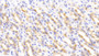 DAB staining on IHC-P; Samples: Rat Stomach Tissue;  Primary Ab: 20μg/ml Rabbit Anti-Rat DNASE1L2 Antibody Second Ab: 2µg/mL HRP-Linked Caprine Anti-Rabbit IgG Polyclonal Antibody 
