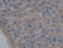 DAB staining on IHC-P; Samples: Mouse Liver Tissue