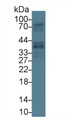 Western Blot; Sample: Human Lung lysate; Primary Ab: 1µg/ml Rabbit Anti-Human GAS2 Antibody Second Ab: 0.2µg/mL HRP-Linked Caprine Anti-Rabbit IgG Polyclonal Antibody