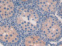 DAB staining on IHC-P; Samples: Mouse Testis Tissue)