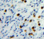 Used in DAB staining on fromalin fixed paraffin-embedded Spleen tissue