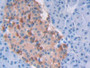 DAB staining on IHC-P; Samples: Human Pancreas Tissue; Primary Ab: 30µg/ml Rabbit Anti-Human RNASEP Antibody Second Ab: 2µg/mL HRP-Linked Caprine Anti-Rabbit IgG Polyclonal Antibody