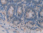 DAB staining on IHC-P; Samples: Rat Small intestine Tissue)