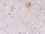 DAB staining on IHC-P; Samples: Rat Spinal cord Tissue; Primary Ab: 30µg/ml Rabbit Anti-Rat GLb Antibody Second Ab: 2µg/mL HRP-Linked Caprine Anti-Rabbit IgG Polyclonal Antibody