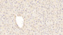 DAB staining on IHC-P; Samples: Mouse Liver Tissue; Primary Ab: 20μg/ml Rabbit Anti-Mouse GLb Antibody Second Ab: 2µg/mL HRP-Linked Caprine Anti-Rabbit IgG Polyclonal Antibody