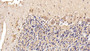 Used in DAB staining on fromalin fixed paraffin-embedded Kidney tissue