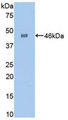 Western Blot; Sample: Recombinant GLa, Human.