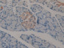 DAB staining on IHC-P; Samples: Rat Pancreas Tissue; Primary Ab: 10µg/ml Rabbit Anti-Rat IFNa2 Antibody Second Ab: 2µg/mL HRP-Linked Caprine Anti-Rabbit IgG Polyclonal Antibody
