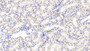 DAB staining on IHC-P. Samples: Rat Tissue)