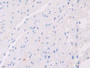 DAB staining on IHC-P; Samples: Mouse Cardiac Muscle Tissue; Primary Ab: 10µg/ml Rabbit Anti-Mouse aHSG Antibody Second Ab: 2µg/mL HRP-Linked Caprine Anti-Rabbit IgG Polyclonal Antibody
