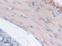 DAB staining on IHC-P; Samples: Mouse Small intestine Tissue)