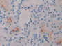 DAB staining on IHC-P; Samples: Rat Kidney Tissue;  Primary Ab: 20µg/ml Rabbit Anti-Rat IFNa4 Antibo