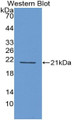 WesternBlotSample:RecombinantIFNa4,Human)