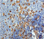 Used in DAB staining on fromalin fixed paraffin-embedded Spleen tissue