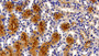 DAB staining on IHC-P; Samples: Mouse Kidney Tissue;  Primary Ab: 20µg/ml Rabbit Anti-Mouse MEP1a An