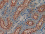 DAB staining on IHC-P; Samples: Human Kidney Tissue;  Primary Ab: 20µg/ml Rabbit Anti-Human MEP1a An