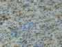 DAB staining on IHC-P; Samples: Rat Intestine Tissue