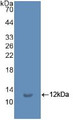 Western Blot; Sample: Recombinant Ub, Human.